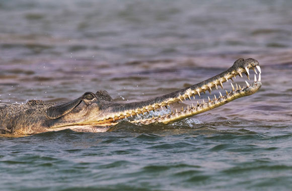 פחות מ-200 פרטים נותרו בטבע, בגלל אובדן הגדות החוליות של נהרות. תנין גביאל הודי | צילום: Science Photo Library