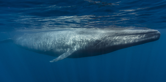 הפיגמנטים הכהים בעור מגינים עליו מקרינת השמש. לווייתן כחול שוחה סמוך לפני המים | צילום: Shutterstock
