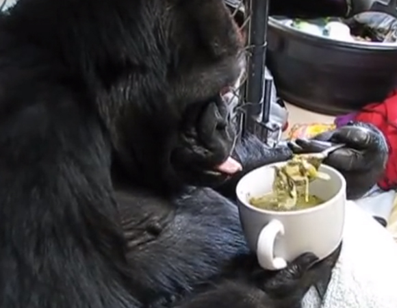 אימצה התנהגויות של בני אדם, אבל לא בהכרח הפכה לאנושית. קוקו הגורילה אוכלת עם כף | צילום מסרטון של PBS