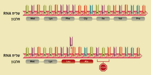 אילוסטרציה של מוטצית הסטת מסגרת | Adapted from Campbell NA (ed.) Biology, 1990