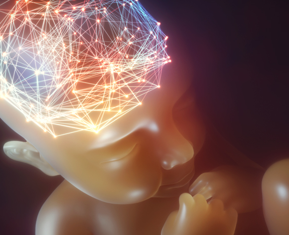 אין ויכוח על כך שרוב הנוירוגנזה מתרחשת בעובר | Science Photo Library