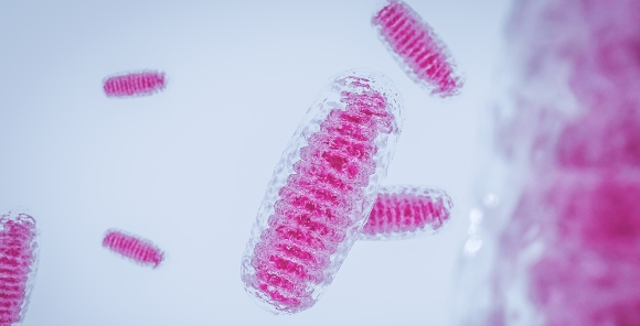 DNA שעובר אך ורק מהאם, ולכן משמש כלי רב עוצמה בהתחקות אחר שושלות. אברוני מיטוכונדריה | איור: Shutterstock