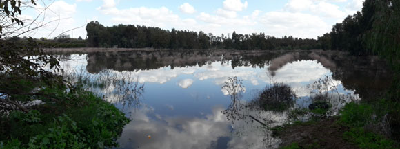 המראה הפסטורלי לא מסגיר את האתגרים הרבים בסביבת המחיה הזו. בריכת החורף ברחובות השבוע | צילום: איתי נבו