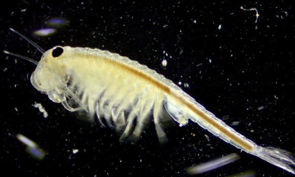 נושם דרך הרגליים. סרטן הזימרגל מסנן חמצן מהמים בעזרת הנעת 11 זוגות רגליים המכילות זימים | צילום: יובל רוזנברג