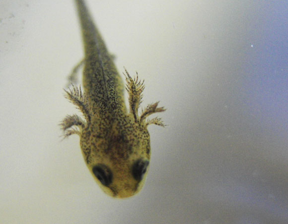 כשהוא יגדל שיטת הנשימה תשתנה. ראשן של טריטון והזימים החיצוניים. צילום: ויקיפדיה, Handekos