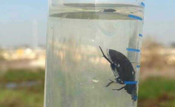 מיכל שמתמלא לבד. חיפושית שחיינית צוללת בתוך מבחנה לאחר שלכדה בועת אוויר המשמשת זים פיזיקלי | צילום: יובל רוזנברג