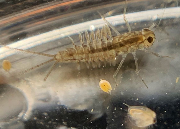 הזימים חיצוניים בולטים משני צידי הבטן. זחל של בריום מדגים כיצד הוא נושם במים | צילום: יובל רוזנברג