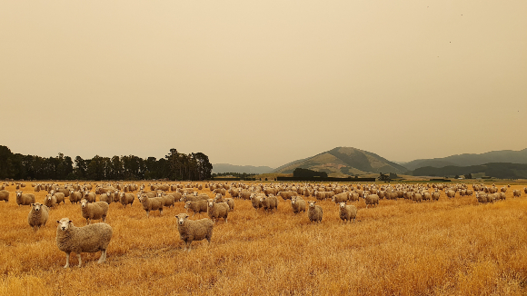 השפעות השריפה ניכרות בשמי ניו זילנד | צילום: Shutterstock