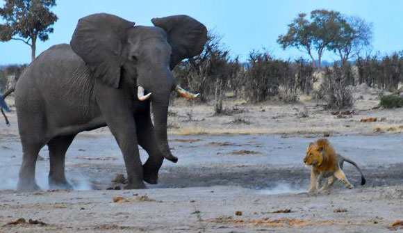 מחקר חדש טוען שאבותיו של האדם היו אחראים להכחדתם של טורפים גדולים באפריקה כבר לפני מיליוני שנה