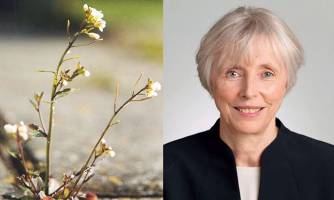 פענוח המנגנון של תזמון הפריחה הוא צעד חשוב להגדלת יבולים. דין וצמח תודרנית לבנה | צילומים: קרן וולף, Brona, ויקיפדיה