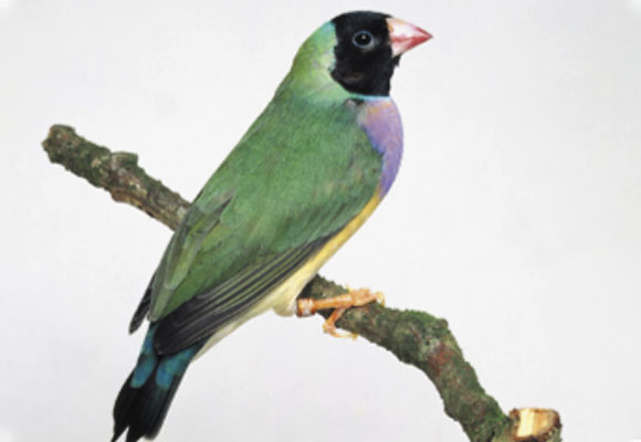 פרוש גולדיאן