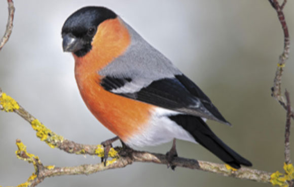 אדמונית אירופית