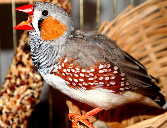 זכר של זברה פינק שר | Shutterstock