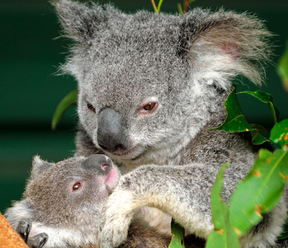 קואלה עם גור | צילום: Science Photo Library