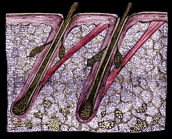 המפתח לצבע השיער: תאי הגזי המלנוציטיים. איור של זקיק השערה בעור | מקור: Science Photo Library
