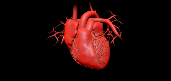 לב של אדם | איור: ANDRZEJ WOJCICKI/SCIENCE PHOTO LIBRARY