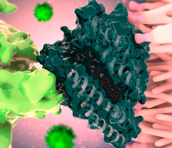 חלבון S של הנגיף (צהוב, משמאל) נקשר לקולטן ACE של התא | איור: RAMON ANDRADE 3DCIENCIA / SCIENCE PHOTO LIBRARY