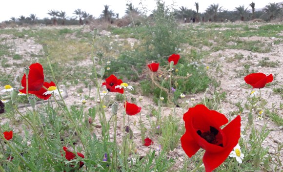 מרבדי פריחה בחוף ים המלח, פברואר 2020 | צילום: איתי נבו