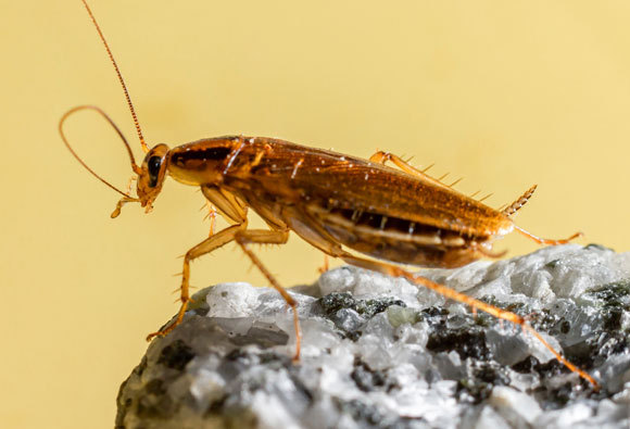 בעלי כרומוזומי מין מאותו סוג – למשל נשים אנושיות וציפורים זכרים – חיים יותר מבני המין השני