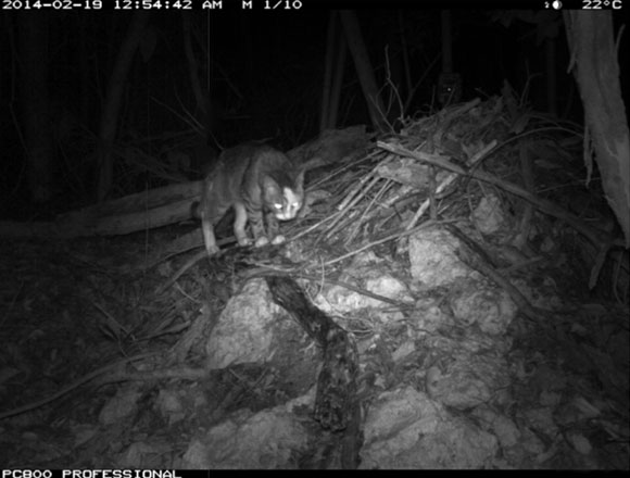 צילום לילי: חתול אורב על קן חולדות