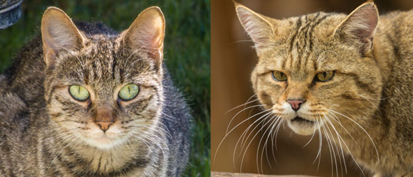 חתול בר וחתול בית - השוואה