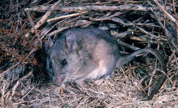 חולדה סוחרת בפתח הקן
