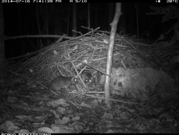 צילום לילה: חולדות סוחרות ליד הקן שלהן