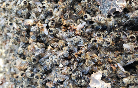 עדות לביקור של צרעת הענק הרצחנית? הדבורים המתות של טד מקפול | מקור: משרד החקלאות של מדינת וושינגטון, WSDA