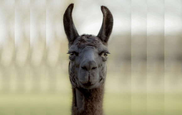 הלמה וינטר | צילום: Tim Coppens