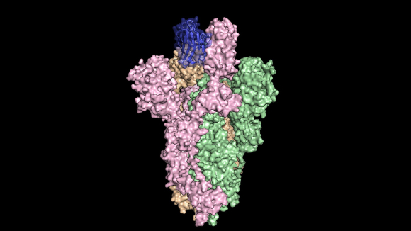 הנוגדן המורכב (בכחול) נצמד בחוזקה לחלבון הזיז של הנגיף (ורוד, כתום, ירוק) | איור: University of Texas at Austin