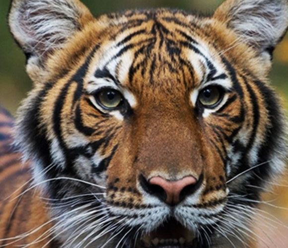 מצפים להחלמה מלאה. טיגריס מלאי מגן החיות בברונקס | צילום: Max Pulsinelli, WCS - Communications