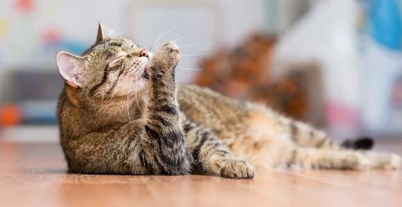 יתכן שהחתול לא נדבק, אלא שהנגיפים חדרו לגופו בשגרת הניקוי שלו. חתול מלקק את כפתו | צילום: Fayzulin Serg, Shutterstock