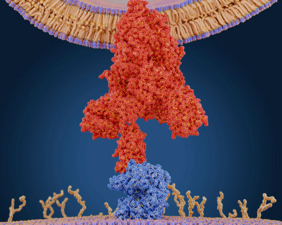 החלבון של כמה בעלי חיים דומה לזה של האדם. קולטן ACE2, על פני התא (אדום) והנגיף הנקשר אליו | איור: JUAN GAERTNER / SCIENCE PHOTO LIBRARY