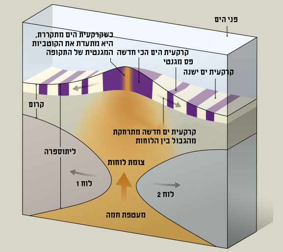 חתך רוחב עוגה חד שכבתית
