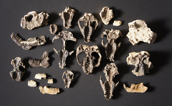 מגוון רחב של יונקים נוצר במהירות. גולגלות וחלקי גולגלות של יונקים מצוקי קורל | צילום: Frank Verock/HHMI Tangled Bank Studios via AP