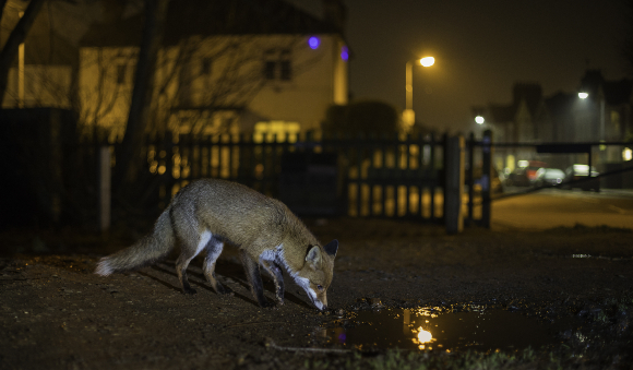 שועל מחפש מזון בגן ציבורי בשכונת מגורים| צילום: Jamie Hall, Shutterstock