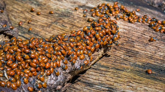 להקת החיפושיות: גם המושיות ("פרות משה רבנו") מבלות את את החורף והאביב כזחלים, והחיפושיות הבוגרות מגיעות בהמוניהן בתחילת הקיץ | צילום: Sundry Photography, Shutterstock