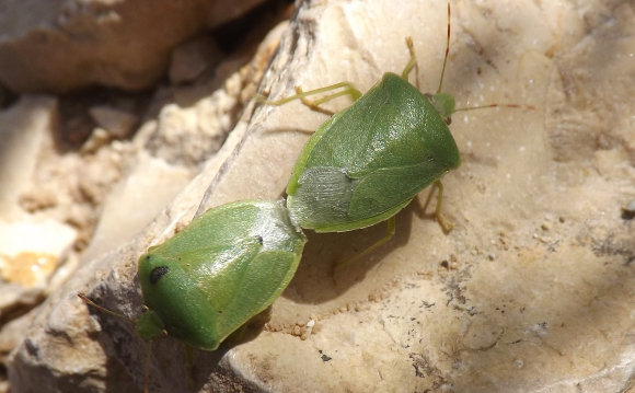 פשפשי תריסית ירוקה מביאים את הדור הבא | צילום: איגור ארמיאץ' שטיינפרס