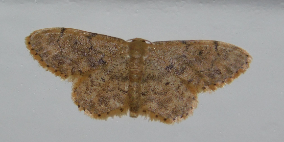 מודד בוגר במצב מנוחה | צילום: איגור ארמיאץ' שטיינפרס