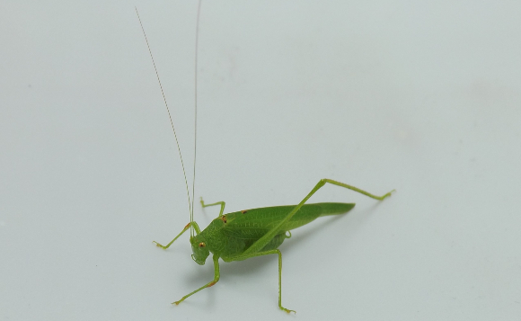 כמו כל החרגולים, למגלית יש מחושים ארוכים ורגליים אחוריות ארוכות. זכר בוגר | צילום: איגור ארמיאץ' שטיינפרס