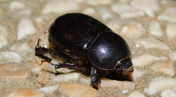נראית כבדה ומגושמת, אבל מסוגלת להתעופף ולהגיע לבתים בטעות. יונית אלג'יראית | צילום: איגור ארמיאץ' שטיינפרס
