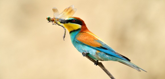 שרקרק מצוי טורף שפירית | צילום: aaltair, Shutterstock