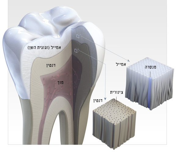 תרשים של מבנה השן