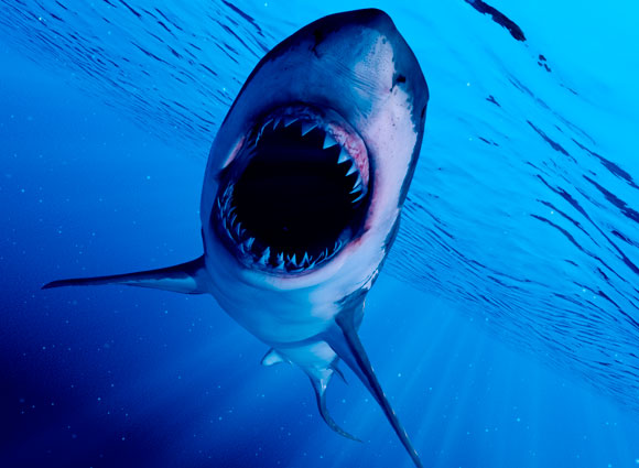 כריש חושף שיניים