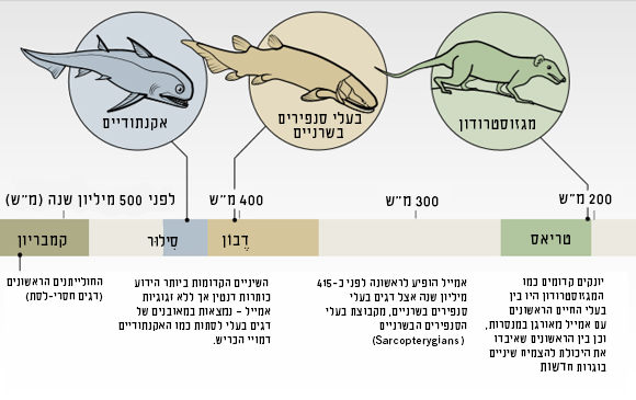 תרשים אבולוציה של השיניים