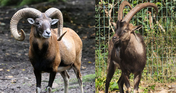 גם הכבשים וגם העזים בויתו יותר מפעם אחת, מאוכלוסיות שונות של מיני הבר. עז הבר (מימין) וכבש מופלון | Wikipedia, C messier, Rufus46