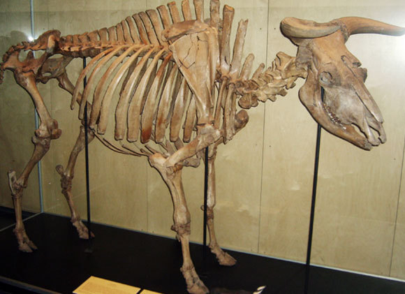 שלד של פר הבר, האורוקס, מהמוזיאון הזואולוגי בקופנהגן | Wikipedia, FunkMonk