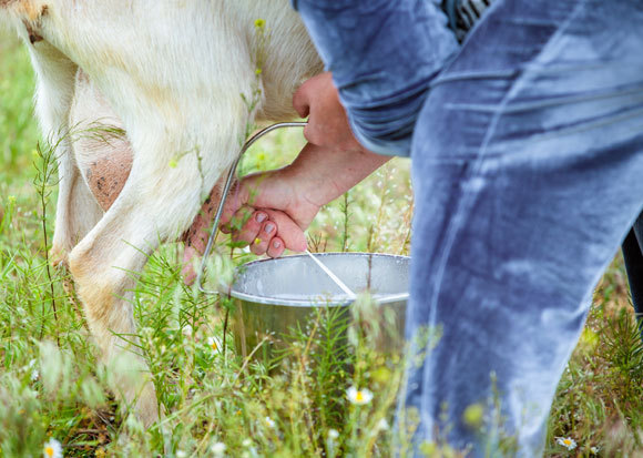 חליבה ידנית של עז | Shutterstock, LiAndStudio