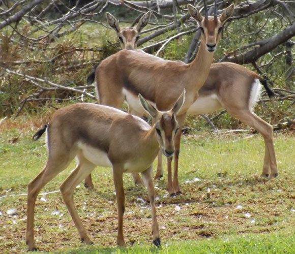 דורש מסדרונות אקולוגיים רחבים במיוחד כדי להינצל מהכחדה. הצבי המצוי בגן הזואולוגי בתל אביב | צילום: איגור ארמיאץ' שטיינפרס