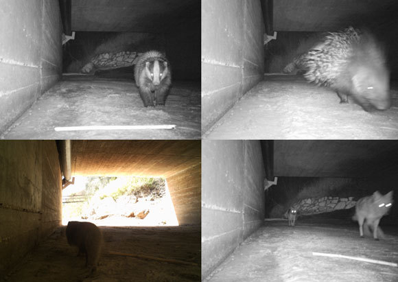 יונקים משתמשים במעביר מים מתחת לכביש במושב קדרון בשפלה. מימין למעלה בכיוון השעון: דורבן, תן, נמייה, גירית | צילומים: איגור ארמיאץ' שטיינפרס